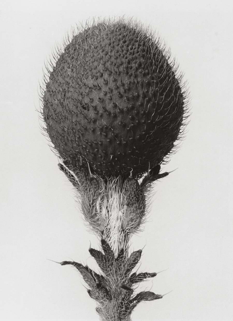 Karl Blossfeldt - foto 1