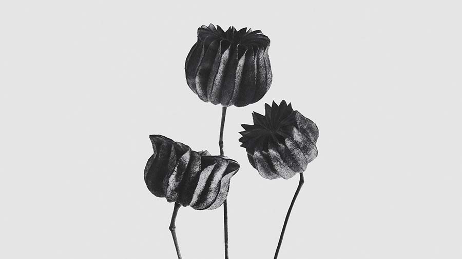 Karl Blossfeldt - foto 2