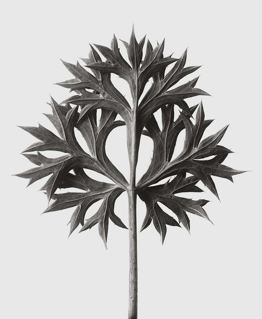 Karl Blossfeldt - foto 3