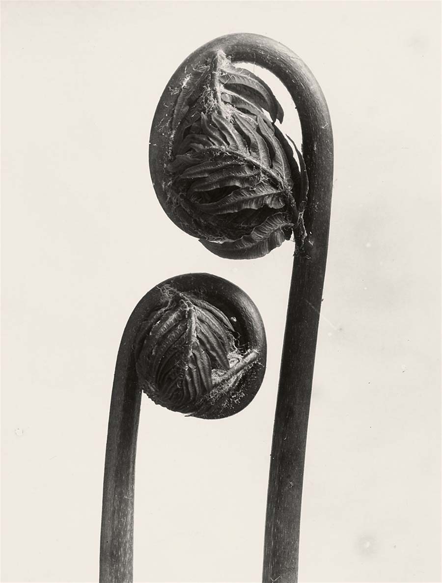 Karl Blossfeldt - foto 5