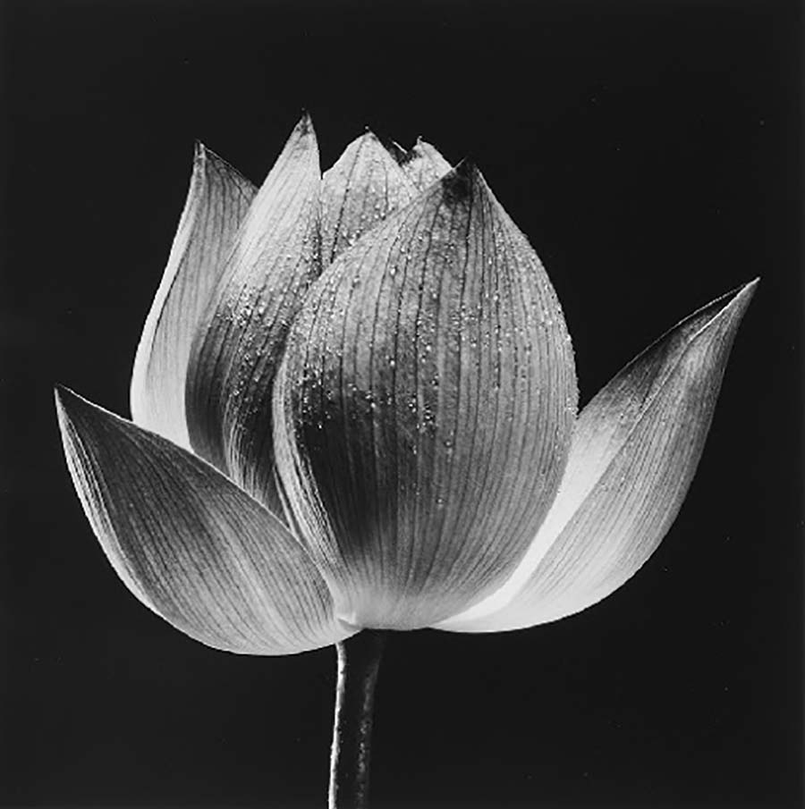 Yasuhiro Ishimoto - foto 3